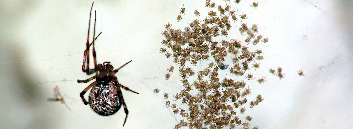 Spider pest removal and exterminator inspection in Missouri